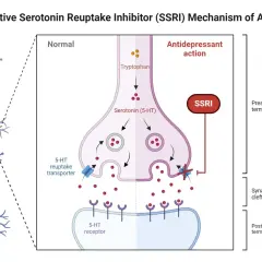 Schemat działania SSRI: blokowanie wychwytu zwrotnego serotoniny w synapsie, zwiększając jej dostępność.