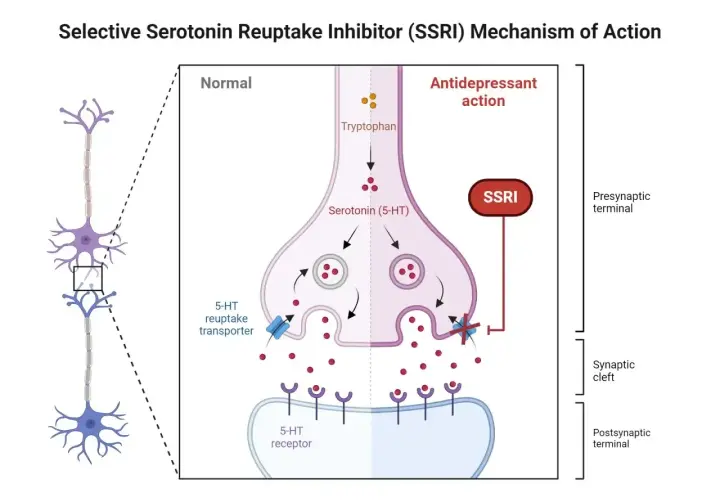 Schemat działania SSRI: blokowanie wychwytu zwrotnego serotoniny w synapsie, zwiększając jej dostępność.